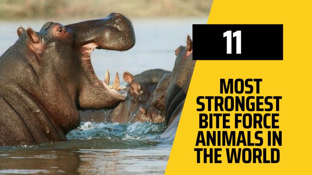 11 Most Strongest Bite Force Animals in the World
